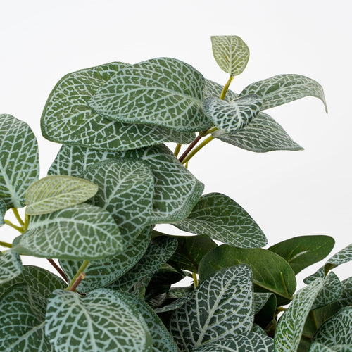 Mica Decorations Fittonia Kunst Hangplant - L15 x B20 x H54 cm - Groen