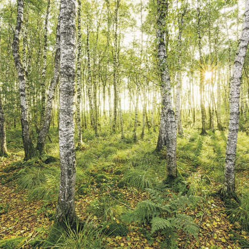 Sanders & Sanders fotobehang berken groen - 400 x 250 cm - 612486
