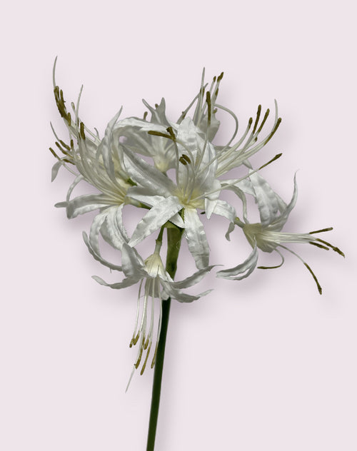 My Flowers.shop Witte nerine zijden blad | Lengte 67 centimeter | Per stuk - vtwonen shop