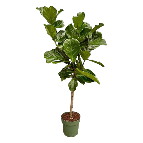 Trendyplants - Ficus Lyrata op stam - Tabaksplant - Kamerplant - Hoogte 150-170 cm - Potmaat Ø27cm - vtwonen shop