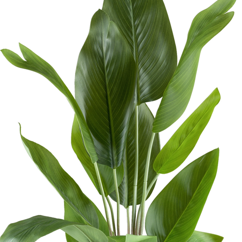 Flourify kunstplant - Strelitzia nicolai - 70 cm