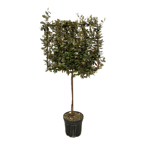 Trendyplants - Elaeagnus Ebbingei boom op rek - Olijfwilg - Tuinplant - Hoogte 215-235 cm - Potmaat Ø40cm - vtwonen shop