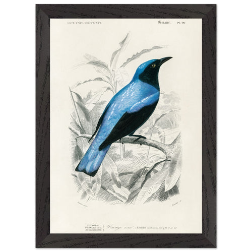 Artfulprints Poster met Lijst Charles Dessalines d'Orbigny - Square-tailed drongo (Edoius caerulescens)   - A4 21x29.7 cm - Blauw