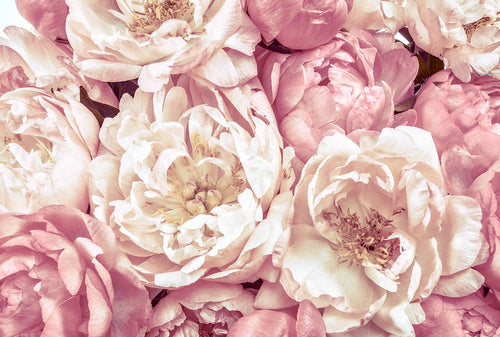 Komar fotobehang Peonies roze - 368 x 248 cm - 611145 - vtwonen shop