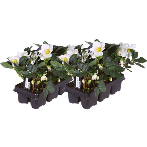 Trendyplants - Helleborus niger 'Christmas Carol' - 12 stuks - Kerstroos - Winterhard - Hoogte 15-25 cm - Potmaat Ø7cm - vtwonen shop