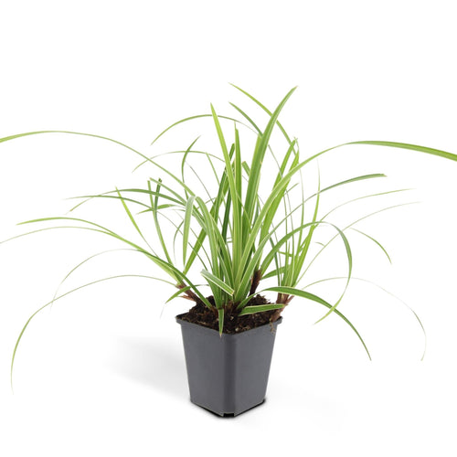 Trendyplants - Carex morrowii 'Ice Dance' - 12 stuks - Zegge - Winterhard - Hoogte 10-25 cm - Potmaat Ø9cm - vtwonen shop