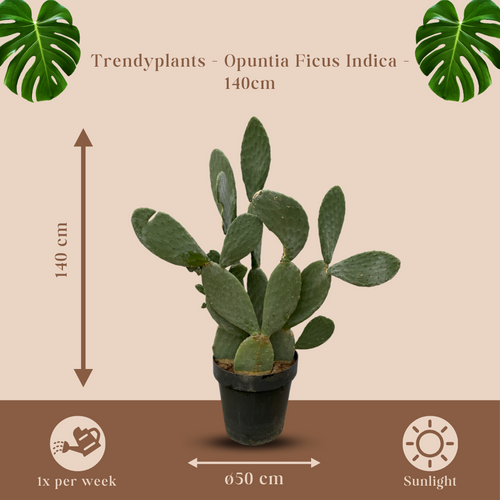 Trendyplants - Opuntia Ficus Indica - Cactus - Hoogte 130-150 cm - Potmaat Ø50cm - vtwonen shop