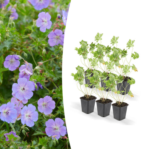 Trendyplants - Geranium Rozanne - 6 stuks - Ooievaarsbek - Hoogte 20-30cm - Potmaat Ø9cm - vtwonen shop