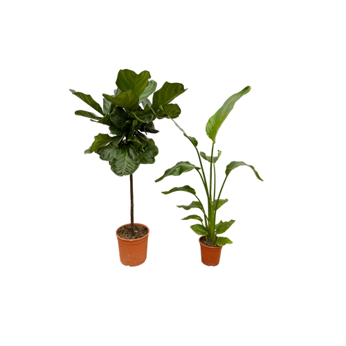 Trendyplants - Strelitzia Nicolai - 130 cm - Ø17cm + Ficus Lyrata stam - 130 cm - Ø24cm - vtwonen shop