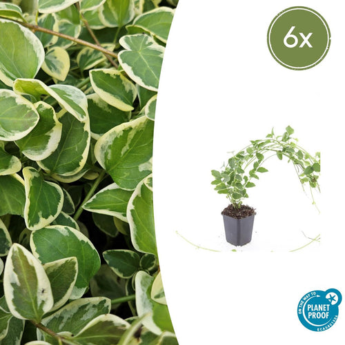 Trendyplants - Vinca major 'Variegata' - 6 stuks - Grote Maagdenpalm - Winterhard - Hoogte 10-30 cm - Potmaat Ø9cm - vtwonen shop