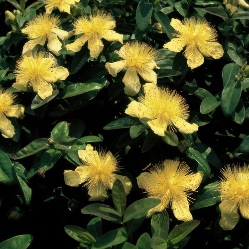 Trendyplants - Hypericum calycinum - 6 stuks - Herfsthooi - Winterhard - Hoogte 10-25cm - Potmaat Ø9cm - vtwonen shop