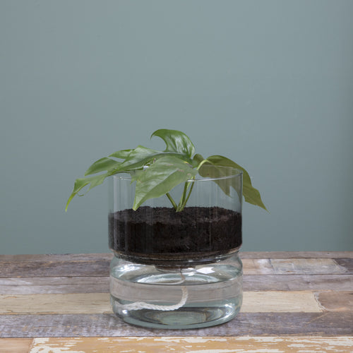 Mica Decorations Elements Bloempot met Bewateringssysteem - H22 x Ø19 cm - Glas - vtwonen shop