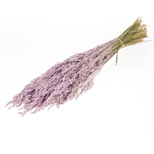 My Flowers.shop Lilac Misty gedroogde haver | Lila Avena droogbloemen | Lengte 70 centimeter | Per bos - vtwonen shop