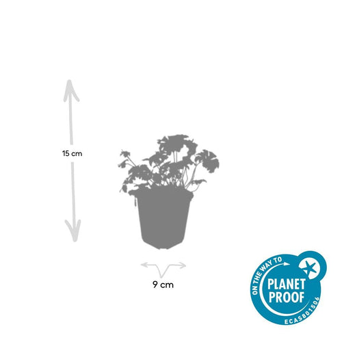 Trendyplants - Geranium sanguineum 'Album' - 12 stuks - Ooievaarsbek - Winterhard - Hoogte 10-30 cm - Potmaat Ø9cm - vtwonen shop