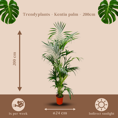 Trendyplants - Kentia palm - Howea Forsteriana - Kamerplant - Hoogte 190-210 cm - Potmaat Ø24cm - vtwonen shop