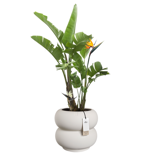 elho amber roll low 43 linnen wit | Bloempot |Premium statementdesign