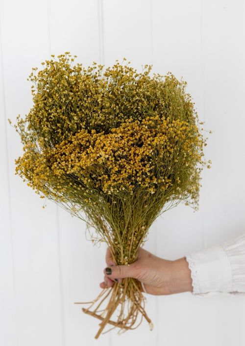 My Flowers.shop Naturel gedroogde Brem | Natuurlijke Broom Bloom droogbloemen | Lengte ± 60 cm | Per bos - vtwonen shop