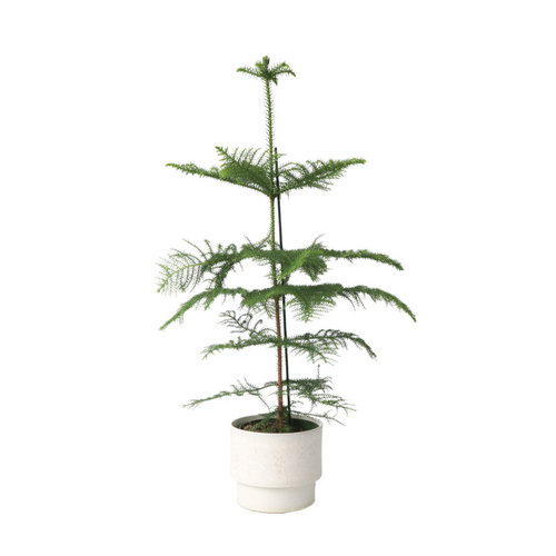 Plant in a Box Araucaria Heterophylla - Norfolkden - Kamerden - Pot 21cm - Hoogte 70-80cm - vtwonen shop