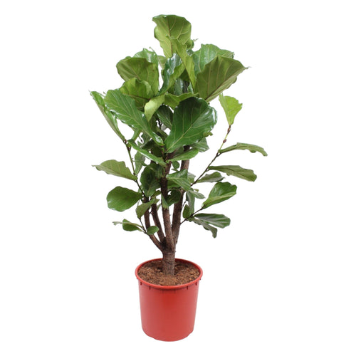 Trendyplants - Ficus Lyrata vertakt - Tabaksplant - Kamerplant - Hoogte 140-160 cm - Potmaat Ø24cm - vtwonen shop