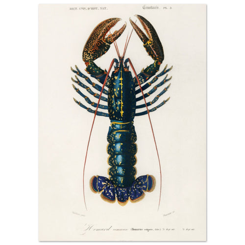 Artfulprints Poster Charles Dessalines d'Orbigny - Crimson crawfish (palemon ornatum)   - 50x70 cm - Blauw