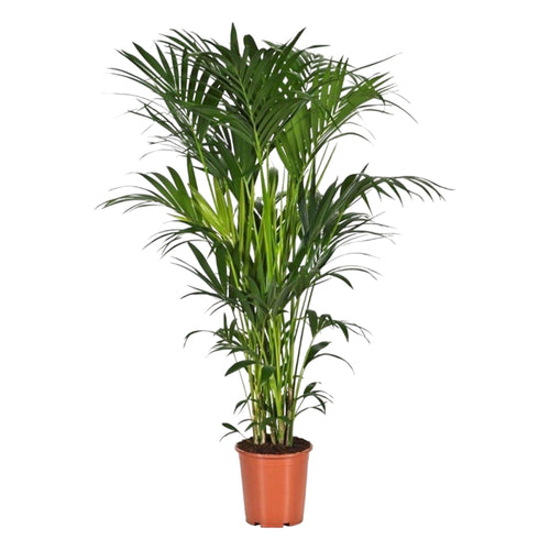 Trendyplants - Kentia palm - Howea Forsteriana - Kamerplant - Hoogte 170-190 cm - Potmaat Ø24cm - vtwonen shop