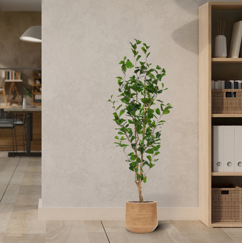 Maxifleur Ficus Triangularis Kunstplant 150cm