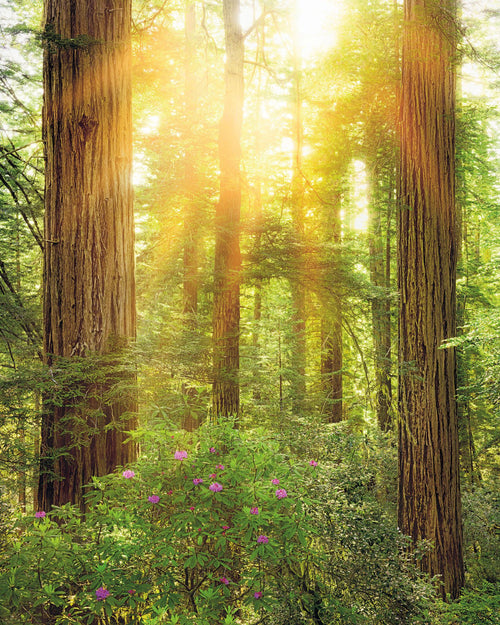 Sanders & Sanders fotobehang bos groen - 200 x 250 cm - 612547