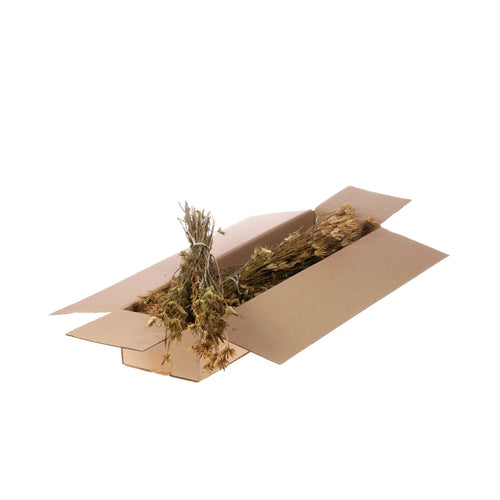 My Flowers.shop Gedroogde groen naturelle Nigella Orientalis droogbloemen | Lengte 55 centimeter | Per bos - vtwonen shop