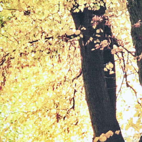 Art for the Home Canvas - Herfst - 75x100cm - vtwonen shop