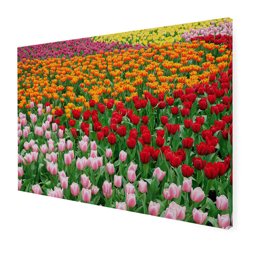 Art for the Home Buitencanvas - Nederlands Tulpenveld - 50x70cm