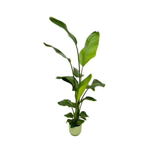 Trendyplants - Strelitzia Nicolai inclusief elho Vibes Fold Round groen - 130 cm - Ø18cm - vtwonen shop