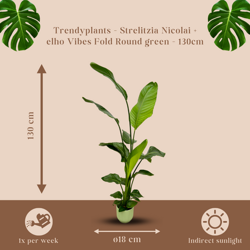 Trendyplants - Strelitzia Nicolai inclusief elho Vibes Fold Round groen - 130 cm - Ø18cm - vtwonen shop