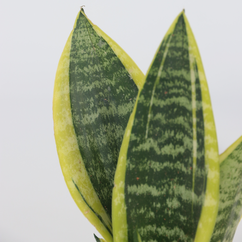 Plant in a Box succulent Sansevieria Laurentii - hoogte 30-40cm - pot 12cm - vtwonen shop